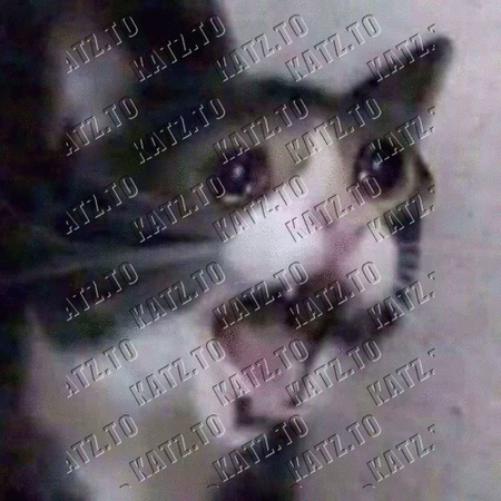 Sad gatos